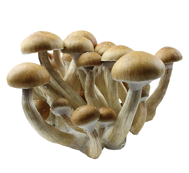 Psilocybe Cubensis India Odisha (Orissa) Spores Print